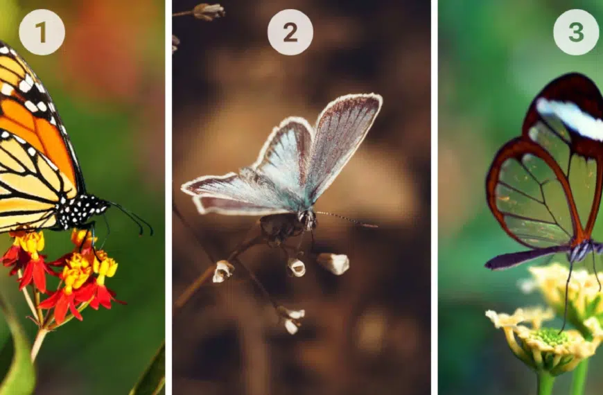Test della personalità: quale farfalla tra le 3 ti attrae di più? Rivela la tua natura, scettica o fiduciosa!