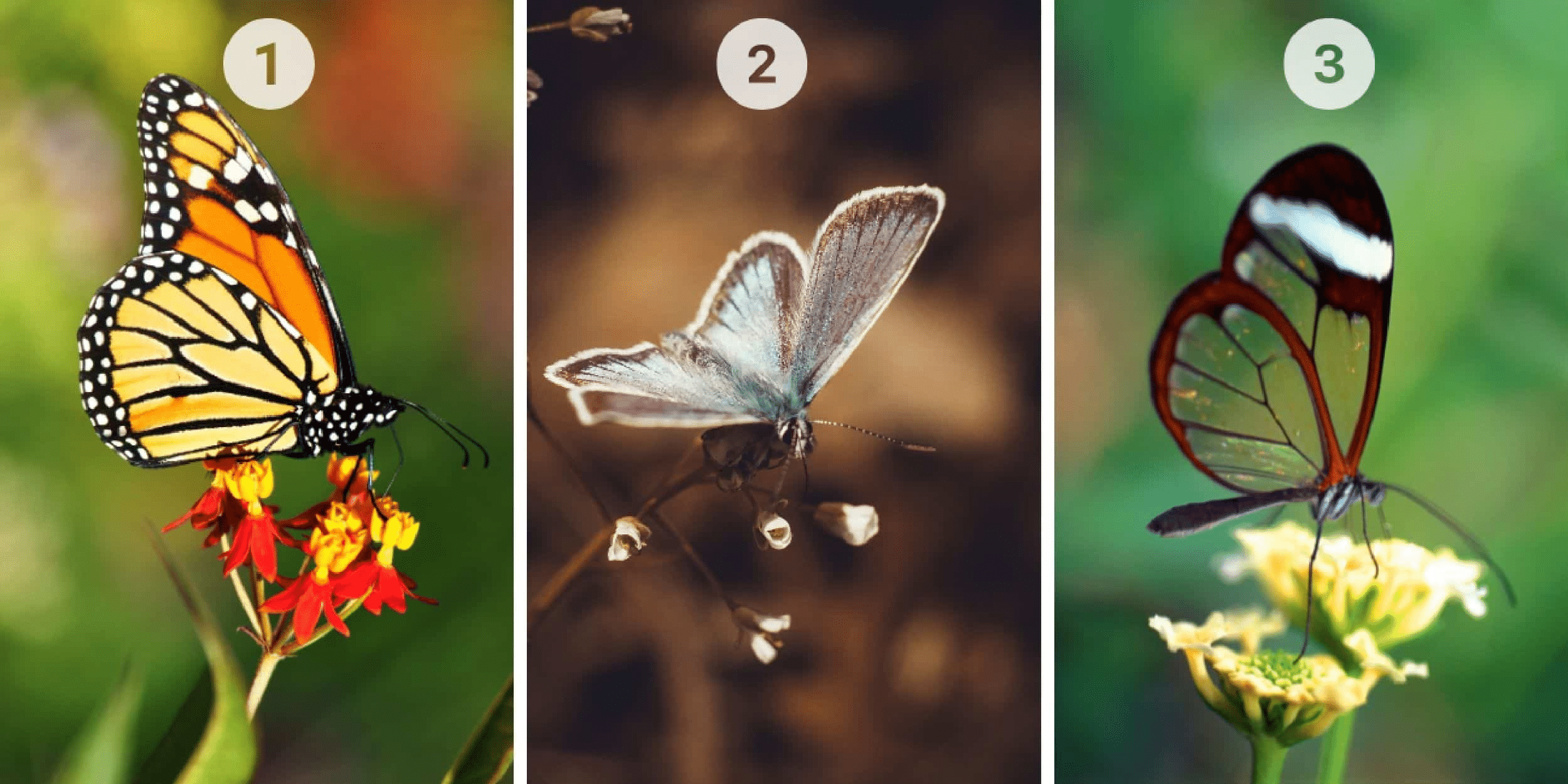 Test della personalità: quale farfalla tra le 3 ti attrae di più? Rivela la tua natura, scettica o fiduciosa!
