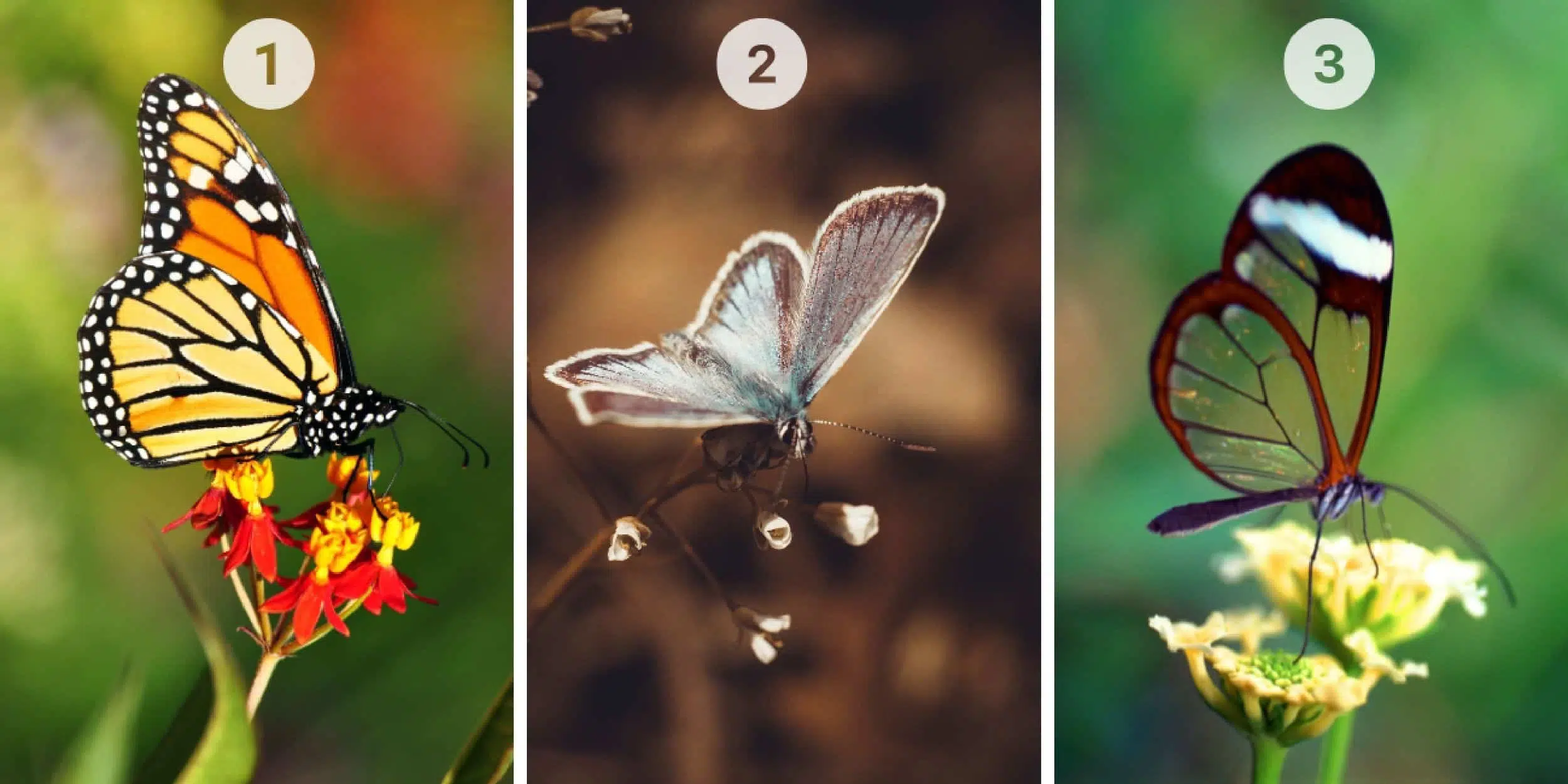 Test della personalità: quale farfalla tra le 3 ti attrae di più? Rivela la tua natura, scettica o fiduciosa!