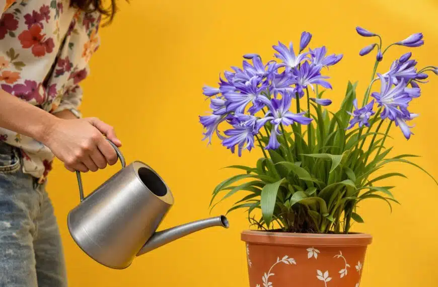 scopri come piantare e curare un'agapanto in vaso con i nostri 5 consigli utili! segui i nostri suggerimenti per garantire alla tua pianta una crescita sana e rigogliosa, aggiungendo un tocco di bellezza al tuo spazio.