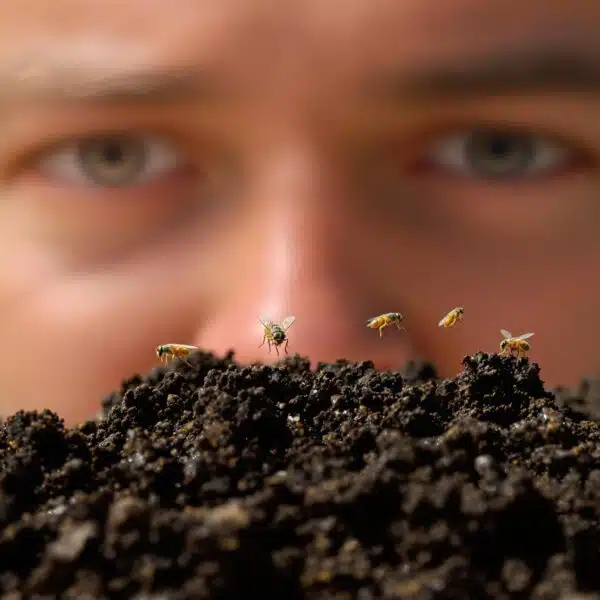 scopri tutto sulle mosche del terriccio: cosa sono, perché invadono le tue piante e come liberartene in modo efficace. segui i nostri consigli per mantenere il tuo giardino sano e privo di parassiti.