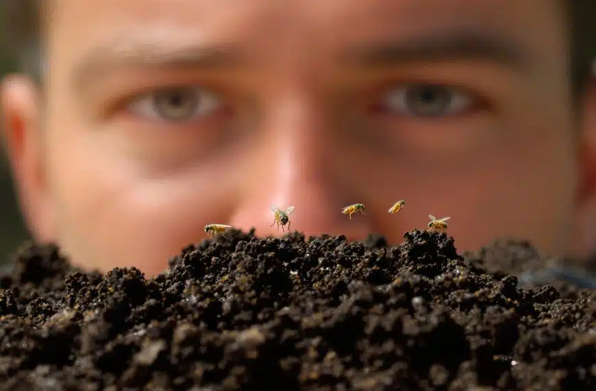 scopri tutto sulle mosche del terriccio: cosa sono, perché invadono le tue piante e come liberartene in modo efficace. segui i nostri consigli per mantenere il tuo giardino sano e privo di parassiti.