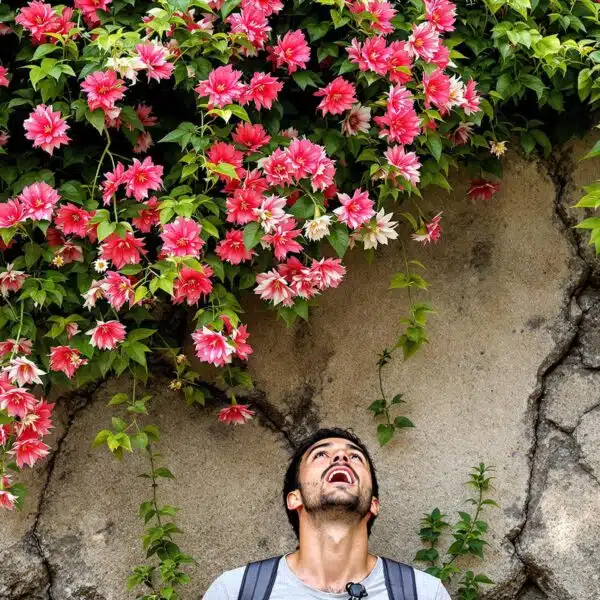 scopri come questa pianta fiorita, molto popolare e affascinante, riesce a penetrare nei muri senza che ce ne accorgiamo, trasformando gli spazi e portando un tocco di natura nei luoghi inaspettati.