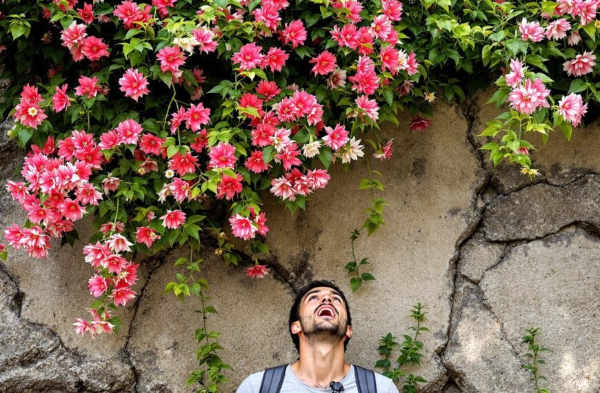 scopri come questa pianta fiorita, molto popolare e affascinante, riesce a penetrare nei muri senza che ce ne accorgiamo, trasformando gli spazi e portando un tocco di natura nei luoghi inaspettati.