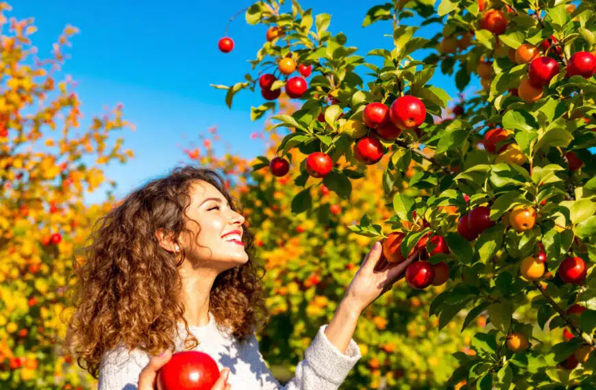 scopri le 8 attività fondamentali da svolgere in autunno e inverno per prenderti cura degli alberi da frutto e assicurarti raccolti abbondanti e gustosi nelle prossime stagioni!