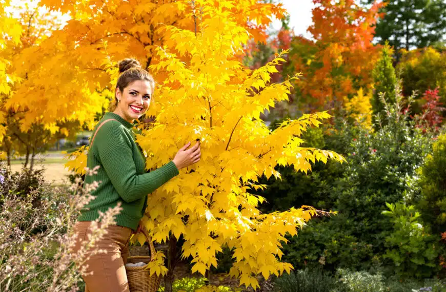scopri perché i giardinieri più esperti scelgono questa pianta sorprendente! in autunno regala colori spettacolari e trasforma ogni giardino in un vero capolavoro naturale.