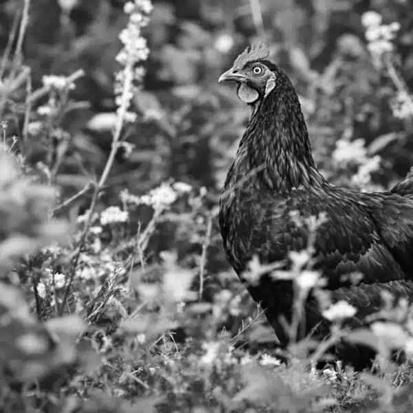 scopri tutto sulla gallina gournay: una razza rustica bianca e nera ideale per chi cerca sostenibilità, resistenza e consigli pratici per un allevamento di successo. approfondisci le sue caratteristiche e i suggerimenti per una crescita responsabile!