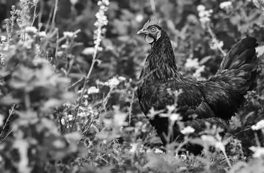 scopri tutto sulla gallina gournay: una razza rustica bianca e nera ideale per chi cerca sostenibilità, resistenza e consigli pratici per un allevamento di successo. approfondisci le sue caratteristiche e i suggerimenti per una crescita responsabile!