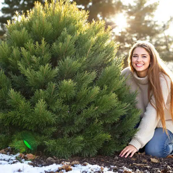 scopri questo arbusto sempreverde che dona al tuo giardino un tocco di verde anche durante l'inverno. ideale per chi desidera uno spazio esterno rigoglioso tutto l'anno.
