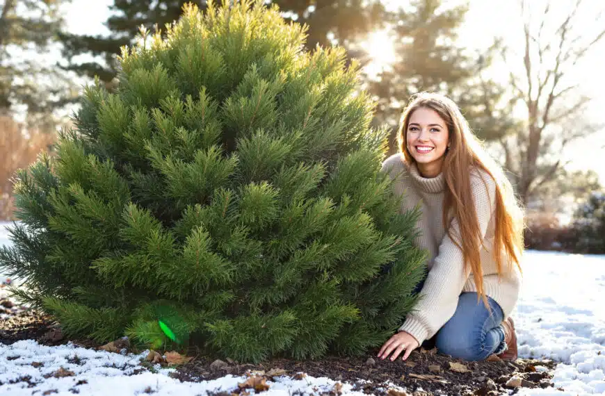 scopri questo arbusto sempreverde che dona al tuo giardino un tocco di verde anche durante l'inverno. ideale per chi desidera uno spazio esterno rigoglioso tutto l'anno.